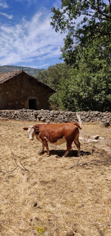 Hotel Ribera Del Corneja Navacepedilla de Corneja Kültér fotó
