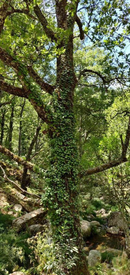 Hotel Ribera Del Corneja Navacepedilla de Corneja Kültér fotó